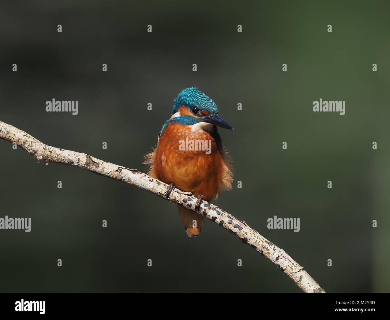 Young kingfishers are quickly pushed from their parents territory and have to feed and fend for themselves,  mortality is very high. Stock Photo