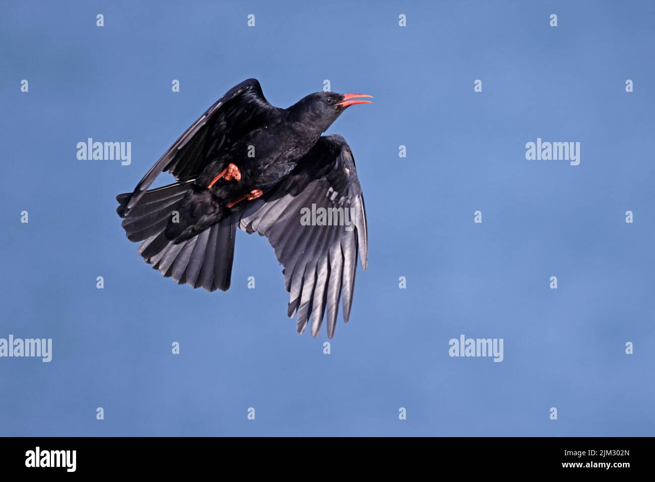 Red-billed Chough in flight Skokholm Wales UK Stock Photo