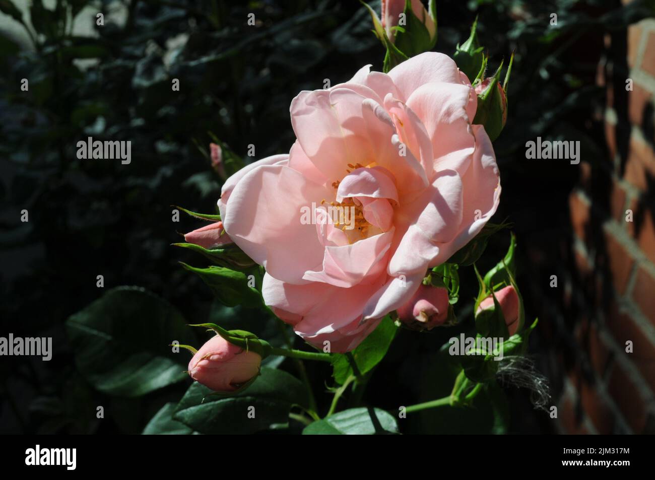 Kastrup/Copenhagen/Denmark/04 August 2022/ Rose flowers and rose plants coered with rain drops in capital  (Photo..Francis Joseph Dean/Dean Pictures) Stock Photo