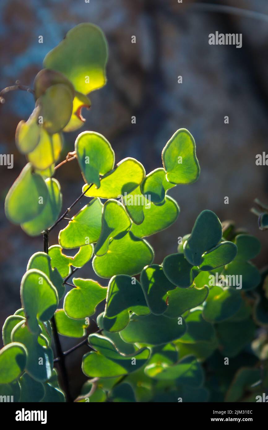 The bright green backlit leaves of a hard fern, Pelleae Calomelanos, on a hill in the ridges of the Vredefort Dome, South Africa Stock Photo