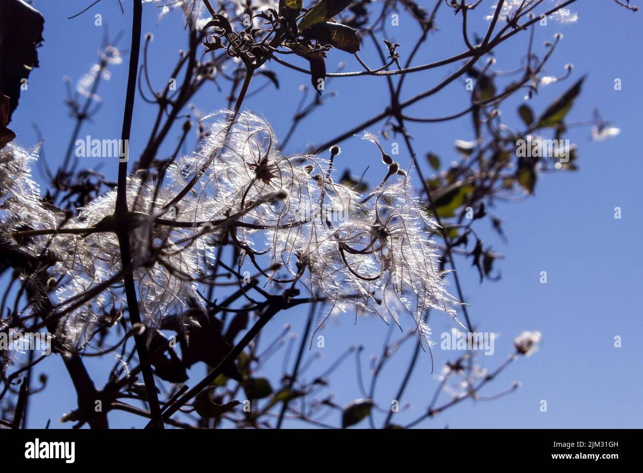 The delicate, white, feathery seeds of Travelers Joy, Clematis Brachiata, against the blue winter’s sky in the rural North Free State of South Africa Stock Photo