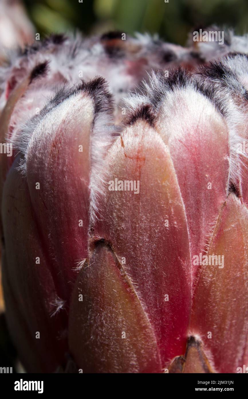 Close-up of the pink flowerhead  of a Brown-beard sugarbush, Protea speciosa, One of the fynbos species in the Western Cape, South Afrrica Stock Photo