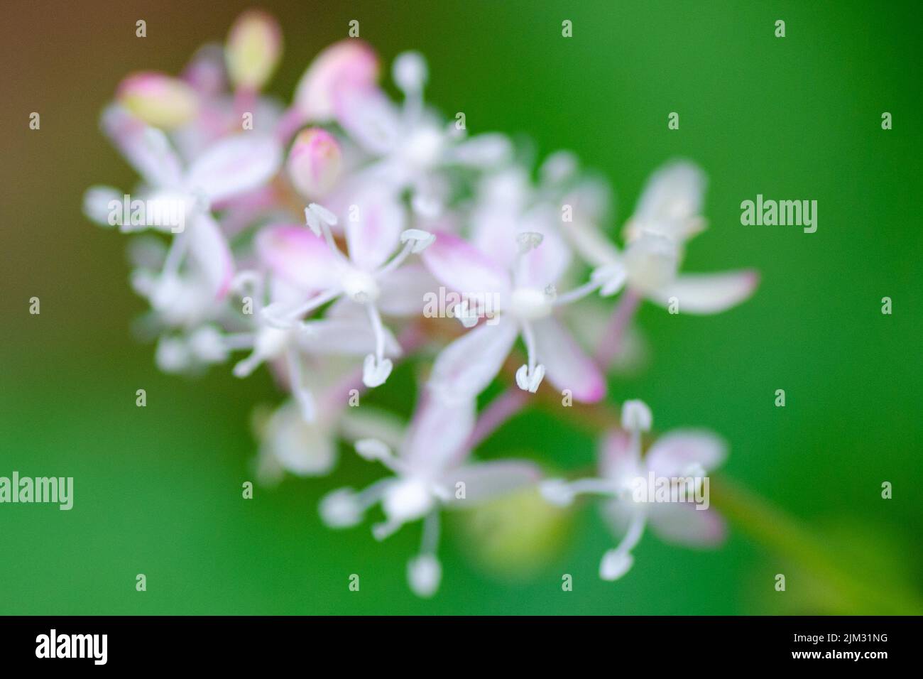 Pigeonberry flowers (rivina humilis) where only the stamens are in focus. Stock Photo