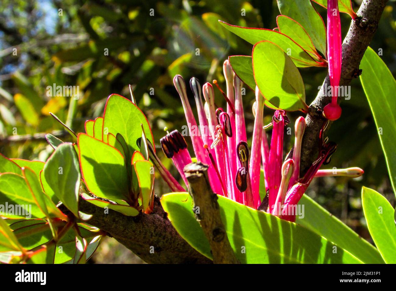 Bright pink flowers of the parasitic, Tapinanthus oleifolius, a type of Mistletoe  called Voelent, growing on the branches of a common Suger bush Stock Photo