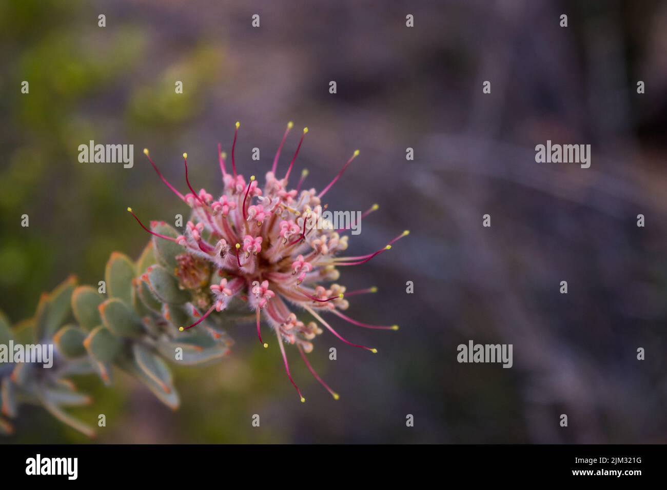 Pink flower of a Strawberry Pincushion, Leucospermum Calligerum, atype of small protea in the Cederberg Mountains, Western Cape, South Africa Stock Photo