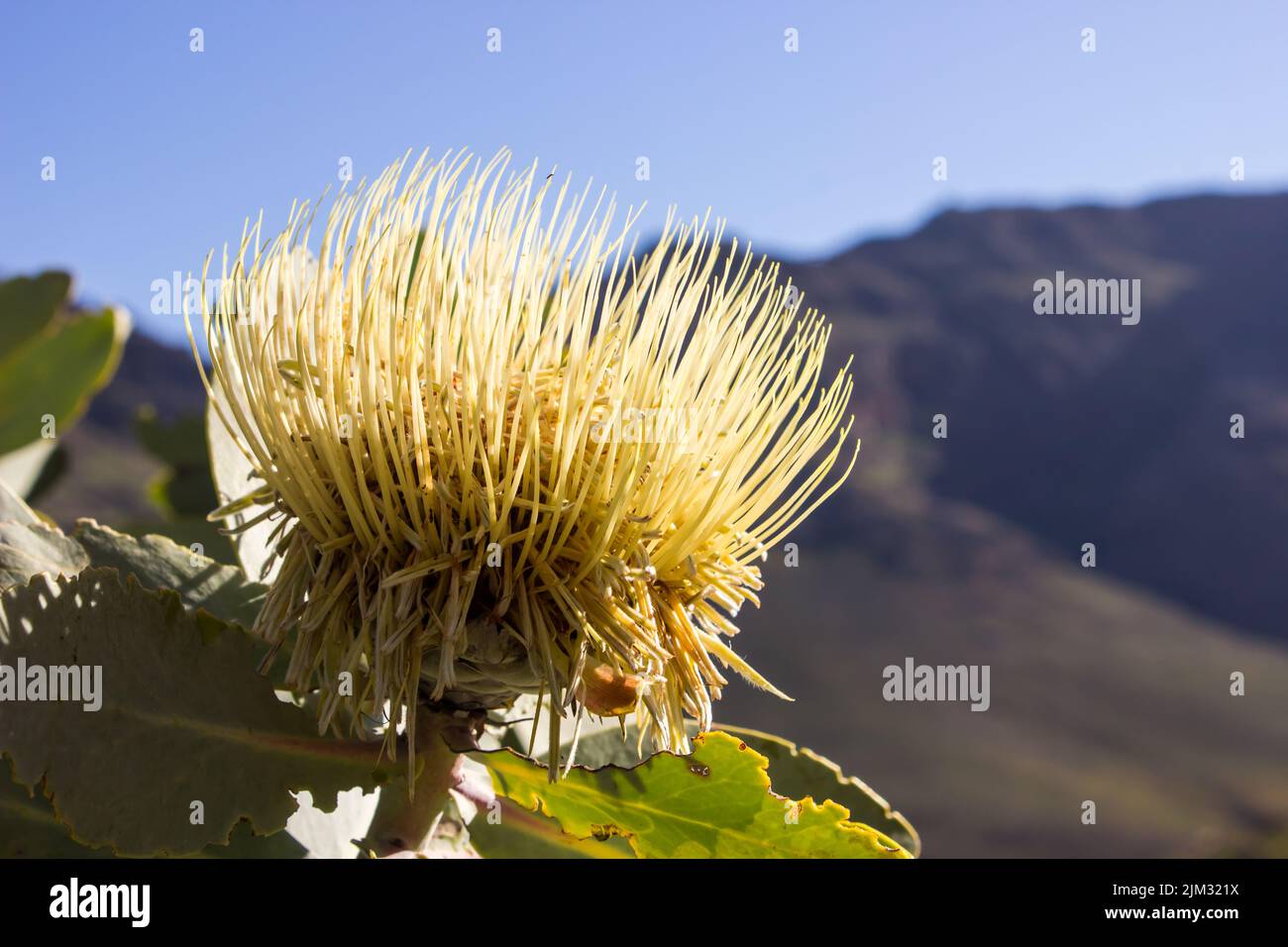 The Yellow, spiky flower of the Wagon tree protea, Protea Nitida, with the distant rugged cliffs of the Cederberg mountains in the background Stock Photo