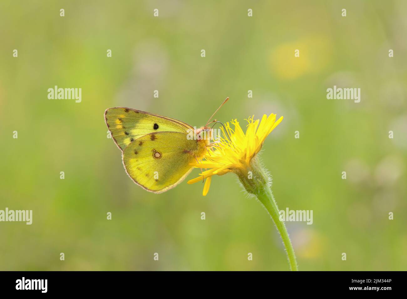 Clouded yellow butterfly (Colias hyale or Colias alfacariensis). The species could only be differed from the caterpillars. Stock Photo