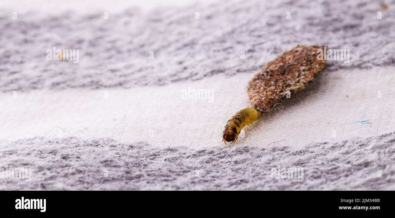 Dead clothes moths hires stock photography and images Alamy