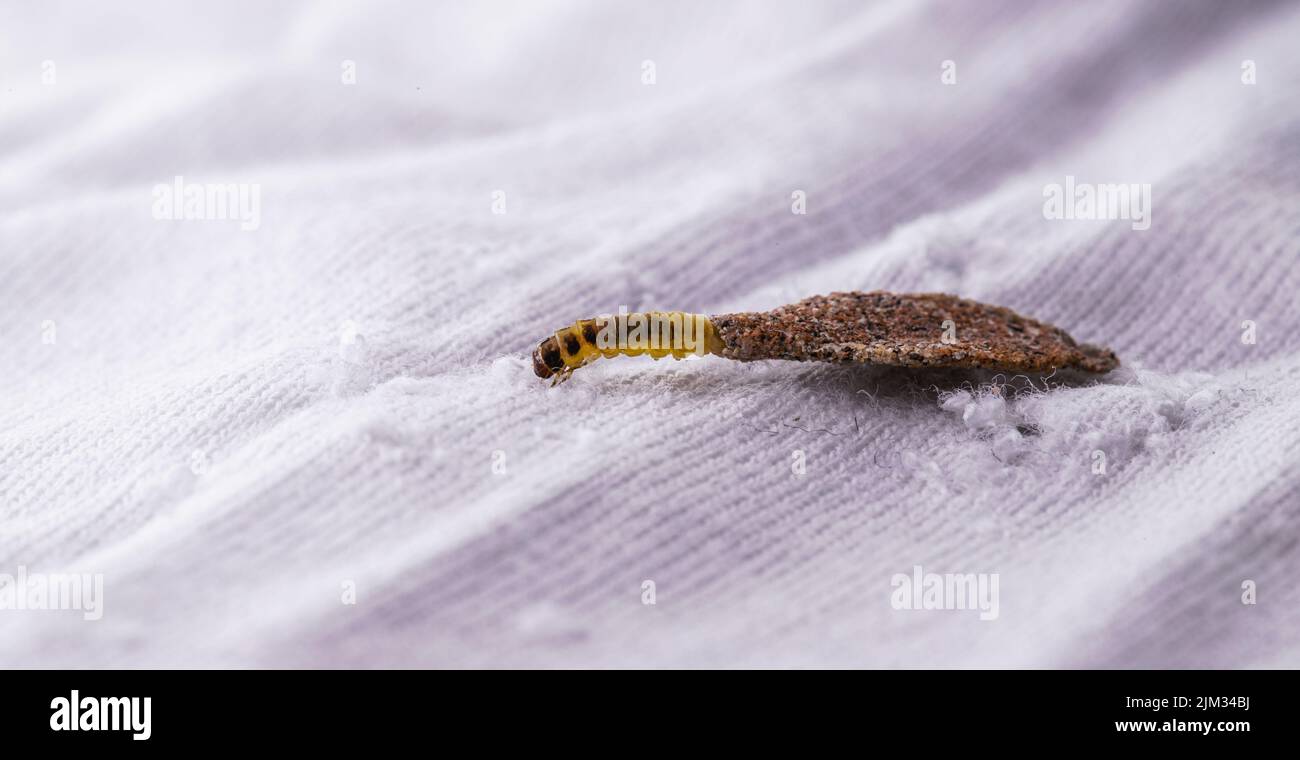 Moth larvae clothes hi-res stock photography and images - Alamy