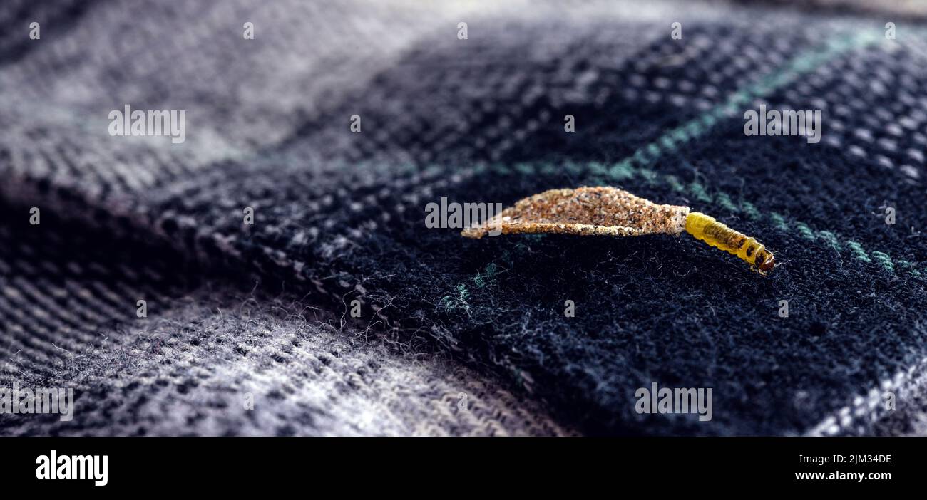 Wall moth larvae, found crawling up walls or clothing, inside a small