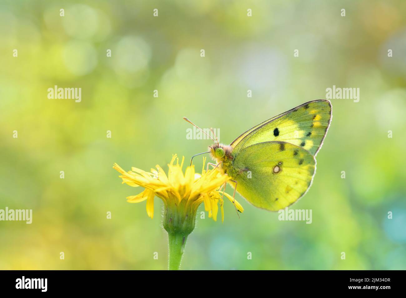 Clouded yellow butterfly (Colias hyale or Colias alfacariensis). The species could only be differed from the caterpillars. Stock Photo