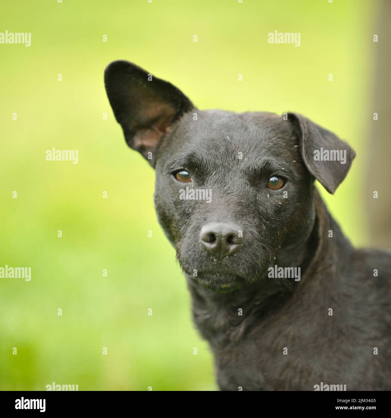 Patterdale terrier Stock Photo