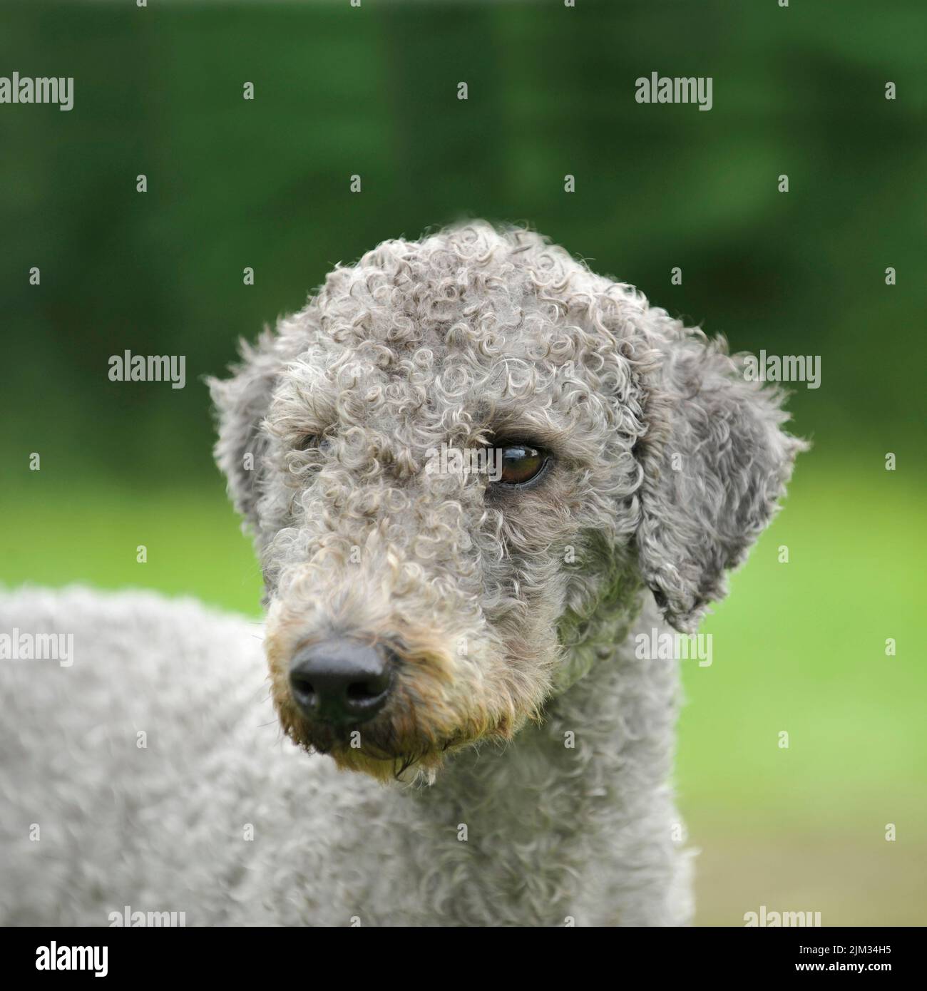 Bedlington terrier Stock Photo