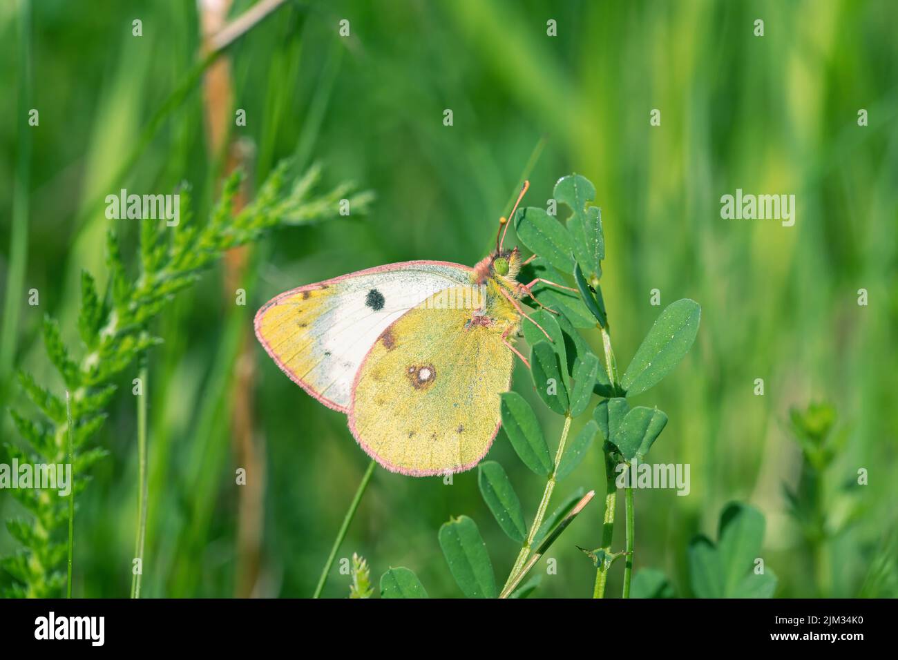 Female clouded yellow butterfly (Colias hyale, Colias alfacariensis). Species could only be differed from the caterpillars. Stock Photo