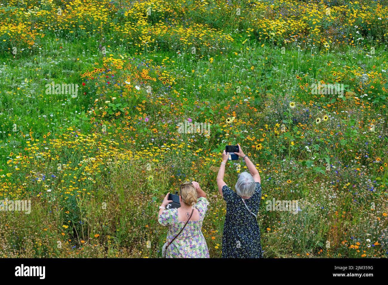 London, UK.  4 August 2022.  UK Weather - Visitors view Superbloom, a display of wildflowers in the moat of the Tower of London, grown from over 20 million seeds from 29 flower species which were sown to celebrate the Queen’s Platinum Jubilee. The flowers were chosen to attract a variety of pollinators to create a new biodiverse habitat.  As the current unusually dry conditions continue, with drought warnings in certain places, a modest sprinkler system is just managing to keep the flowers in bloom.  Credit: Stephen Chung / Alamy Live News Stock Photo