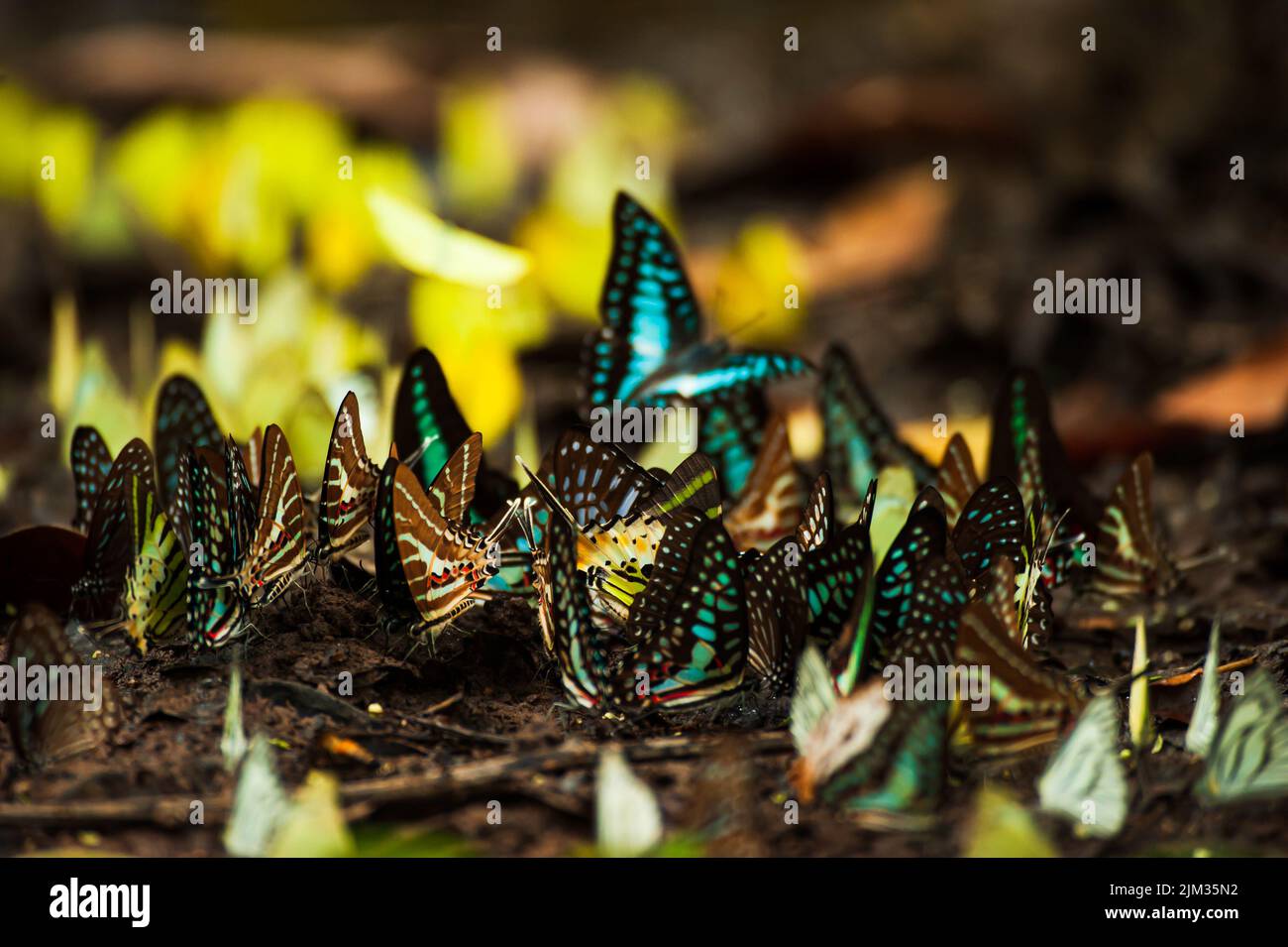 Colorful butterfly swarms feed on mineral lick in the tropical forest during the rainy season. Pang Sida National Park, Thailand. Close-up. Selective Stock Photo