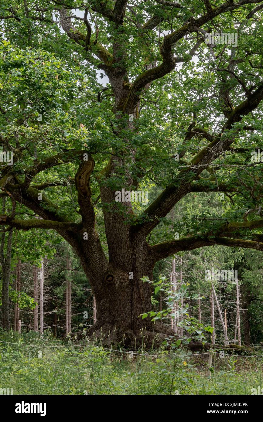 Old Oak Tree Paavolan Tammi In Lohja Finland Stock Photo Alamy old-oak-tree-paavolan-tammi-in-lohja-finland-stock-photo-alamy