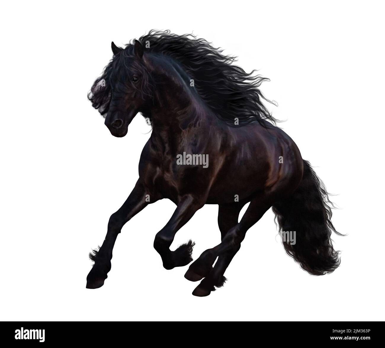 Black Friesian horse with a long mane and tail galloping isolated on white Stock Photo