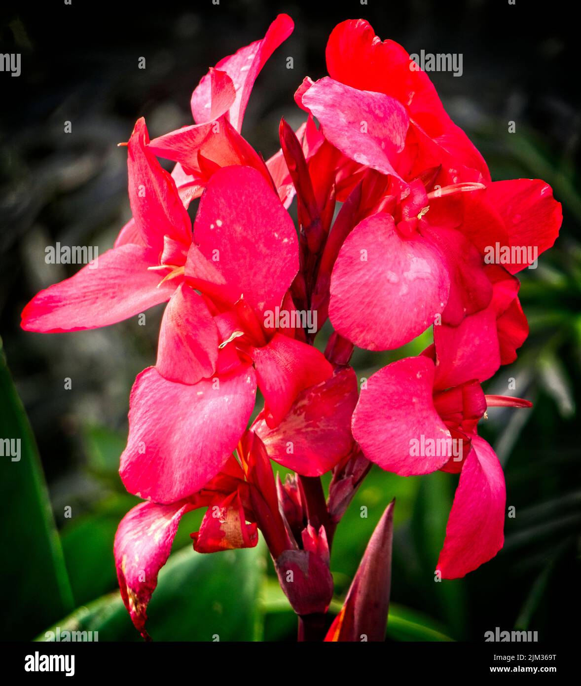 Petal touch hi res stock photography and images Alamy Petal touch hi res stock photography and images Alamy
