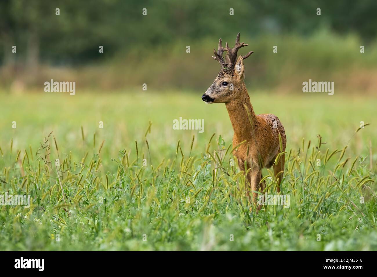 Red deer, cervus elaphus, standing in long grass in summer with copy space. Wild buck looking on meadow with space for text. Antlered mammal observing Stock Photo