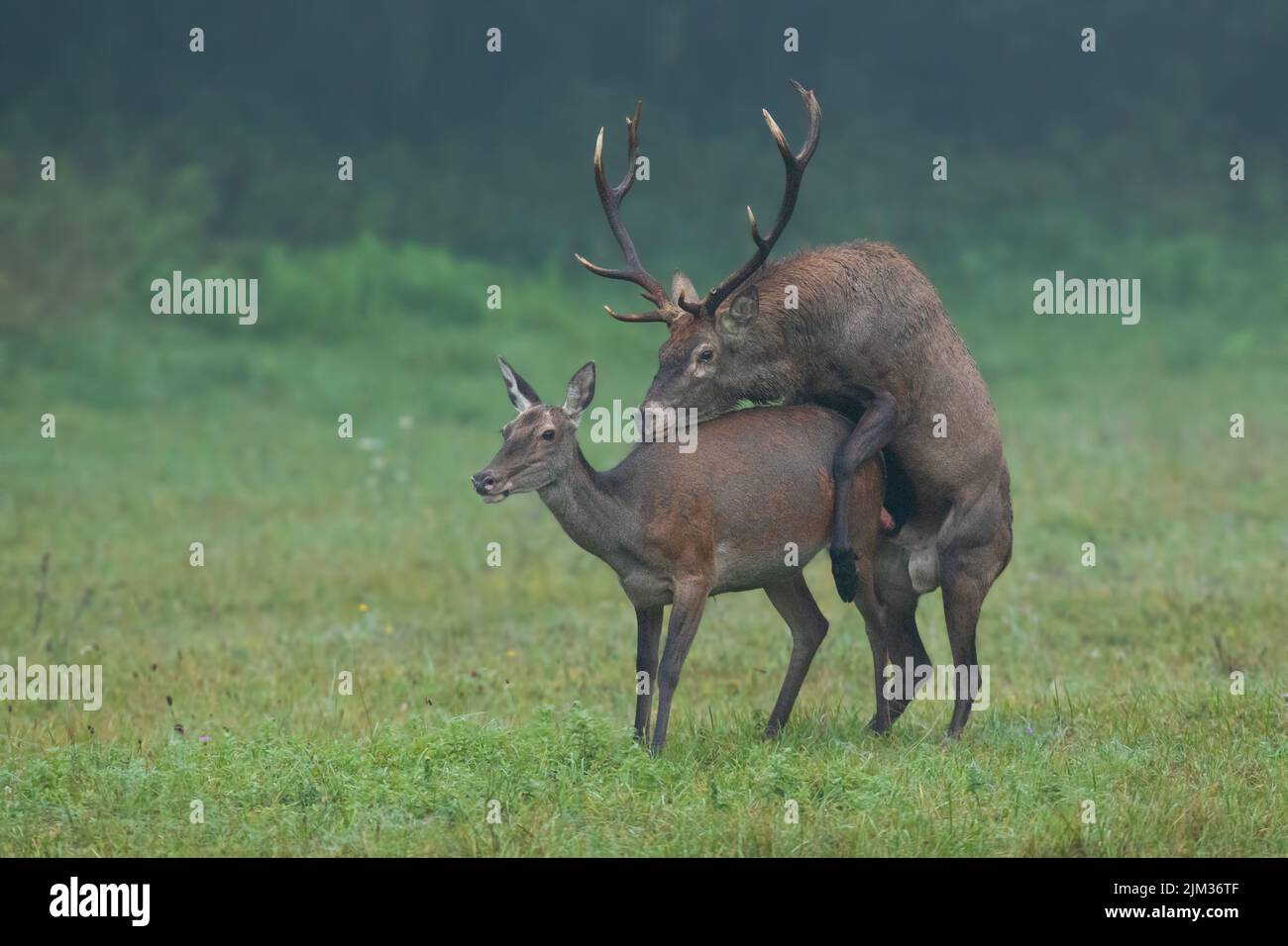 Two red deer, cervus elaphus, mating on meadow in autumn mist nature. Pair of brown mammals copulating on grassland in fall fog. Hind and stag reprodu Stock Photo