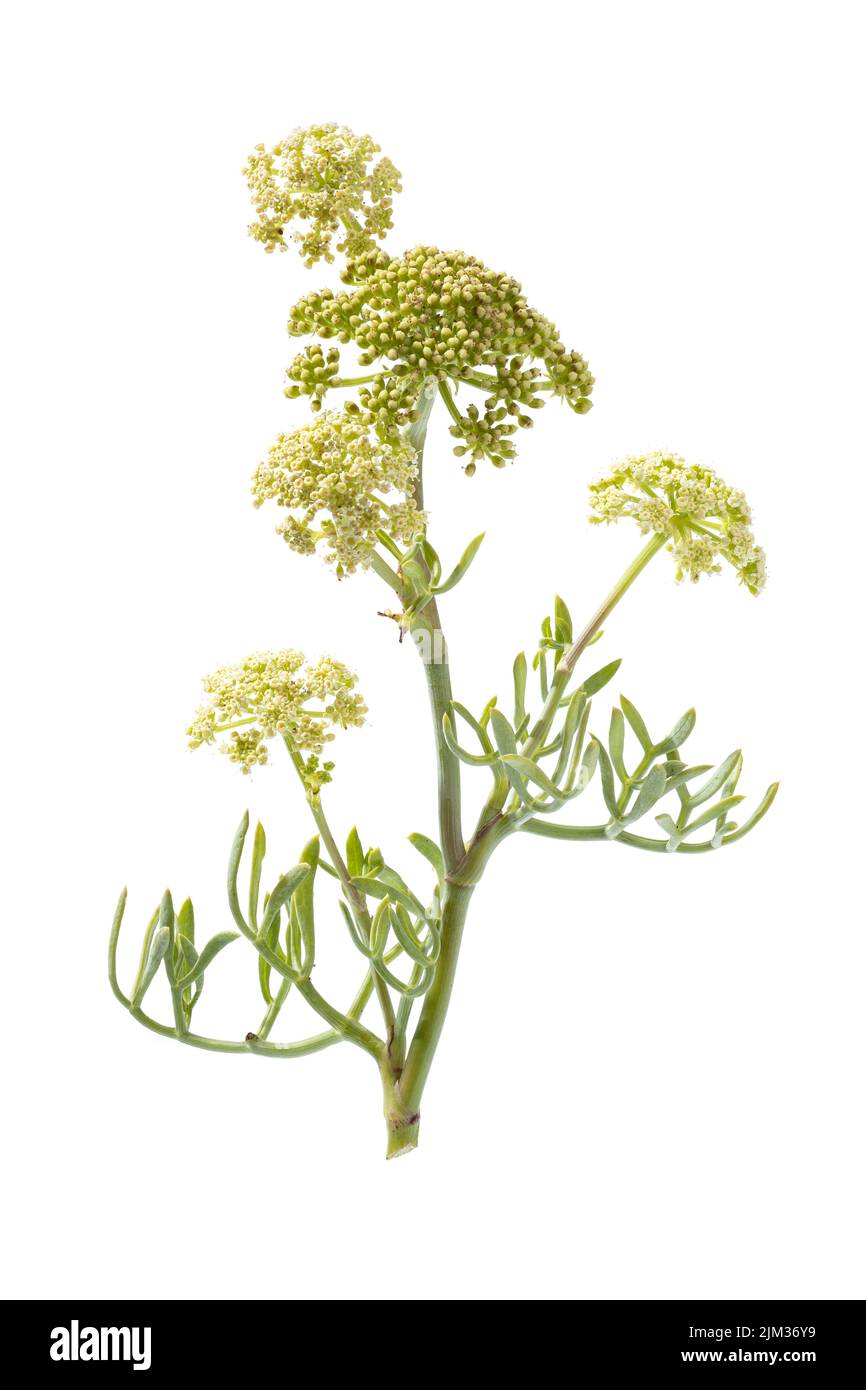 Fresh Sea fennel or Rock Samphire plant isolated on white background. Crithmum maritimum Stock Photo