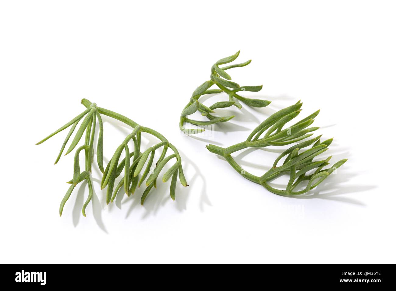 Fresh Sea fennel leaves isolated on white background. Crithmum maritimum Stock Photo
