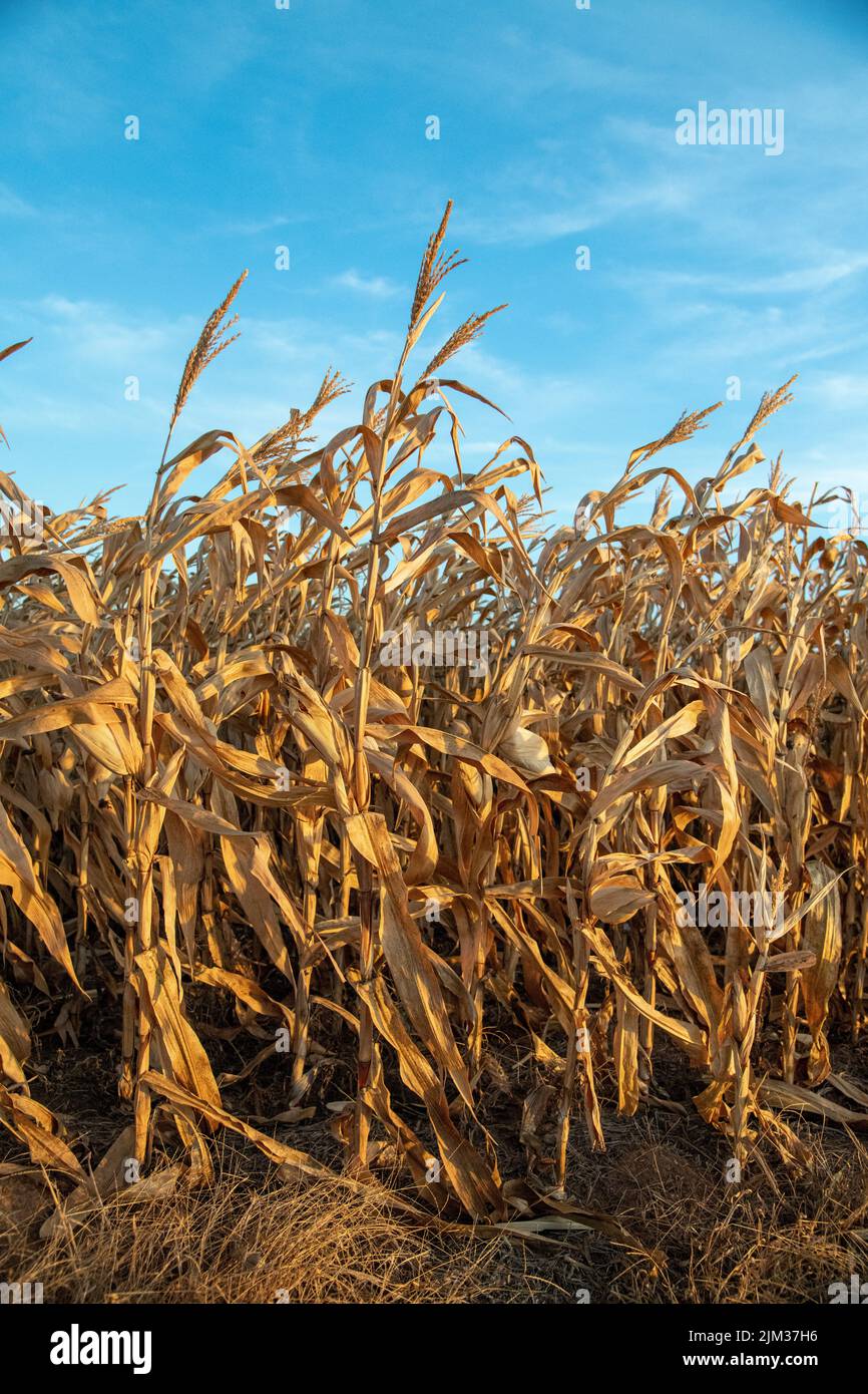 Dead corn field Stock Photo Alamy