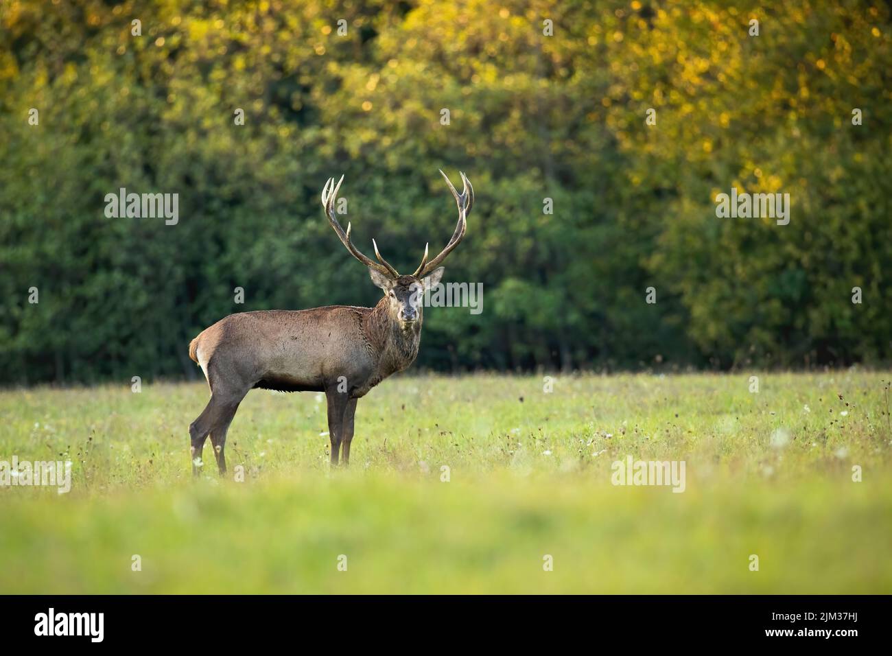 Red deer looking to the camera on green field in autumn Stock Photo
