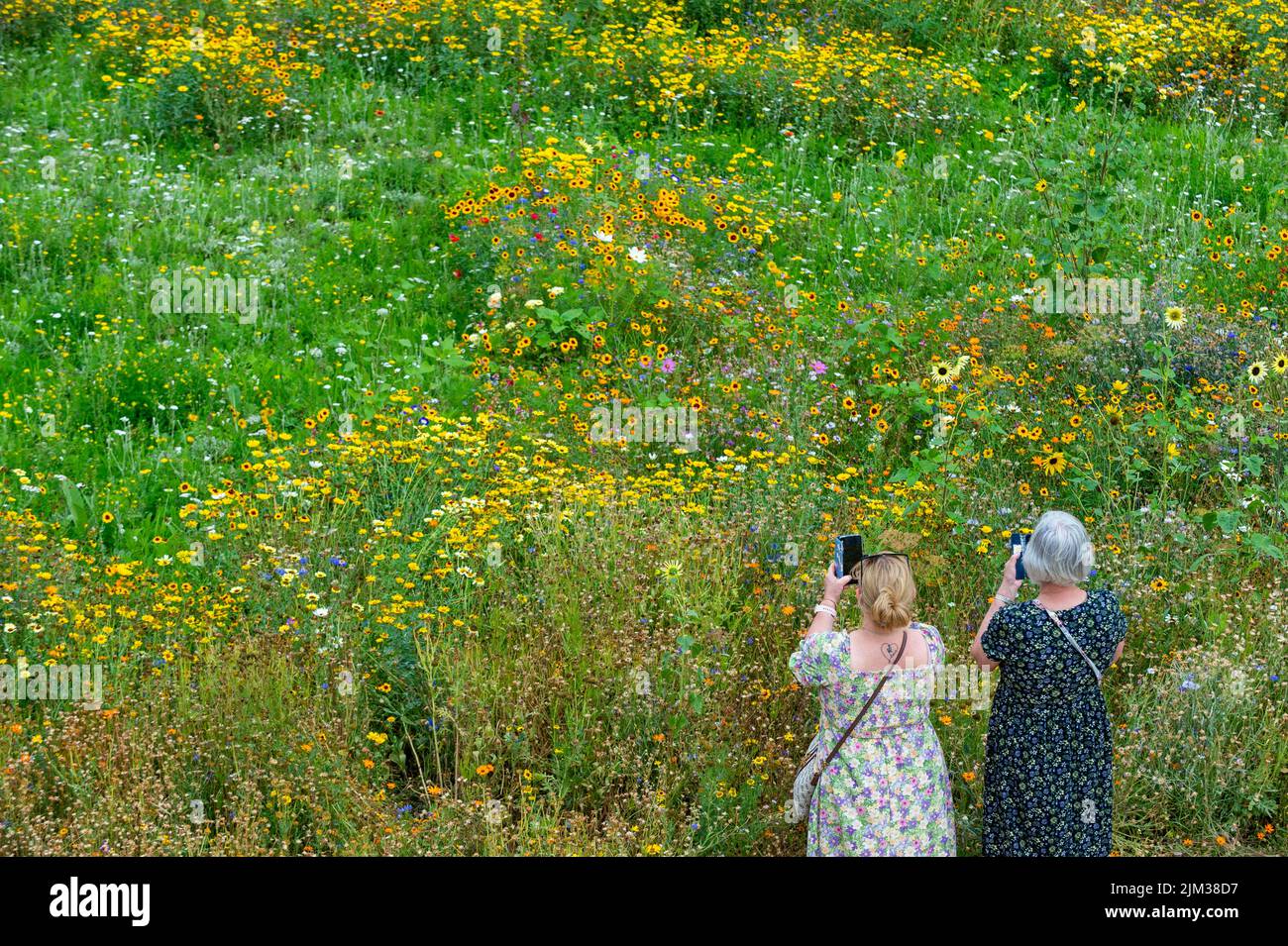 London, UK.  4 August 2022.  UK Weather - Visitors view Superbloom, a new permanent display of wildflowers in the moat of the Tower of London, grown from over 20 million seeds from 29 flower species which were sown to celebrate the Queen’s Platinum Jubilee. The flowers were chosen to attract a variety of pollinators to create a new biodiverse habitat.  As the current unusually dry conditions continue, with drought warnings in certain places, a modest sprinkler system is just managing to keep the flowers in bloom.  Credit: Stephen Chung / Alamy Live News Stock Photo