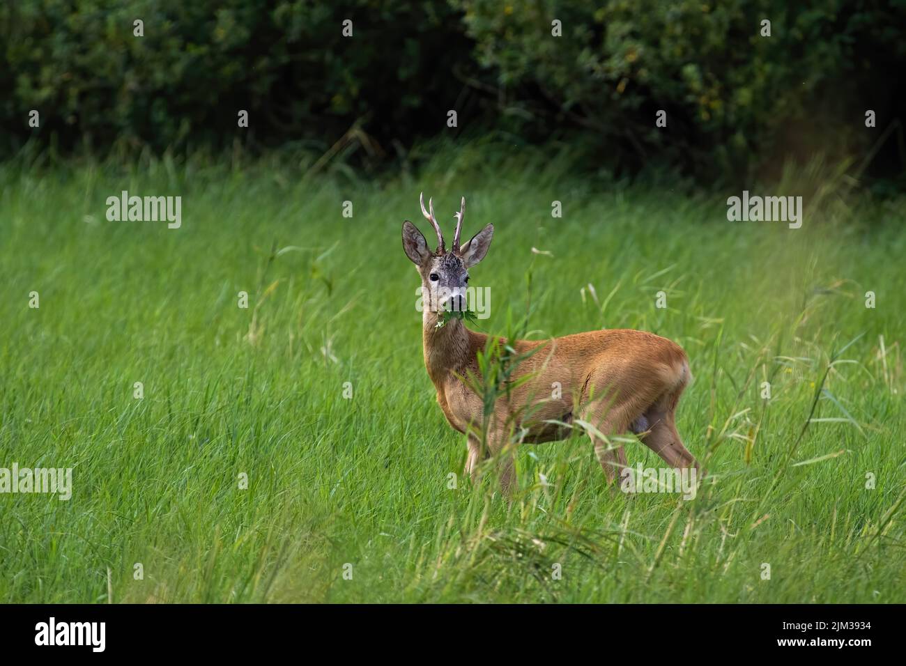 Roe deer grazing on green pasture in summertime nature Stock Photo