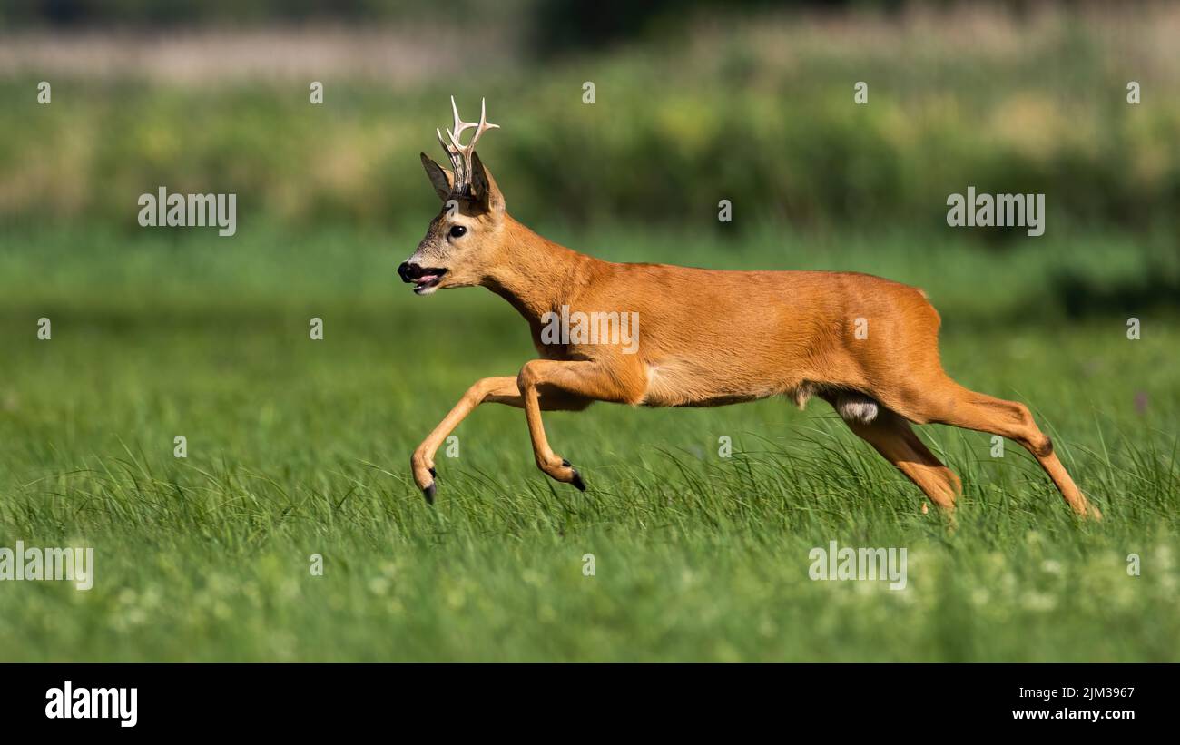 Roe deer running on flower field in summertime nature Stock Photo