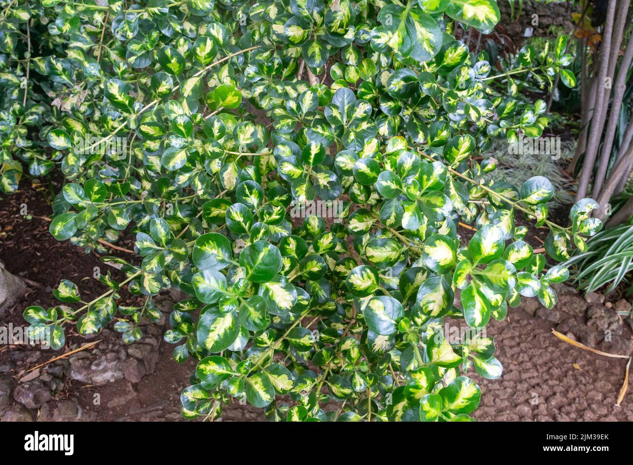 This is a bright foliage with a golden middle of the Mirror Bush (Coprosma Repens). Stock Photo