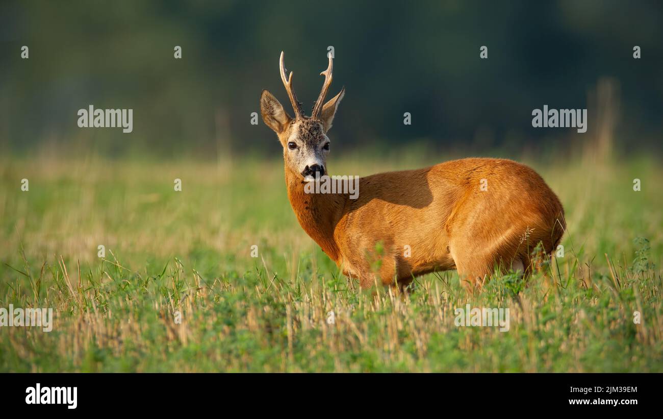 Roe deer looking over the shoulder on field in summer Stock Photo