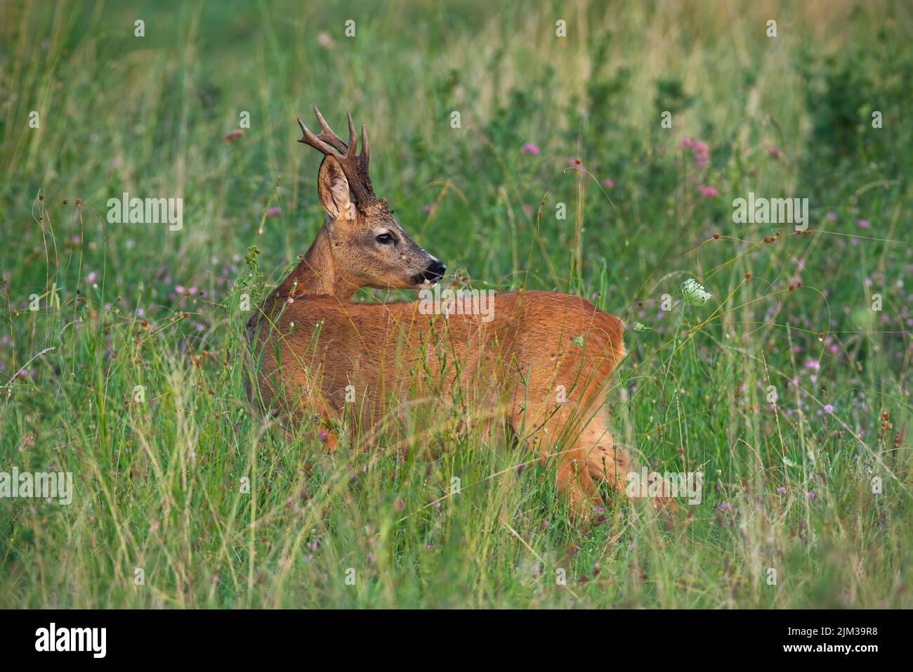 Roe deer looking over the shoulder on meadow in summer Stock Photo