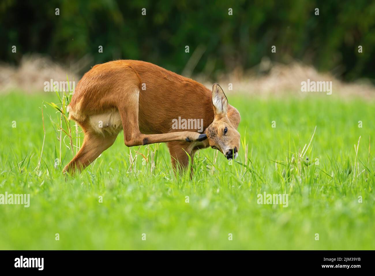 Roe deer scratching on head on on meadow in summer Stock Photo