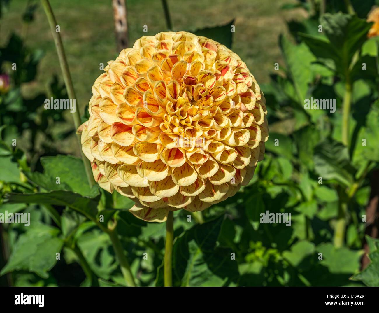 A macro shot of an orgnage and yellow Dahlia flower at Point Defiance Park in Tacoma, Washington. Stock Photo
