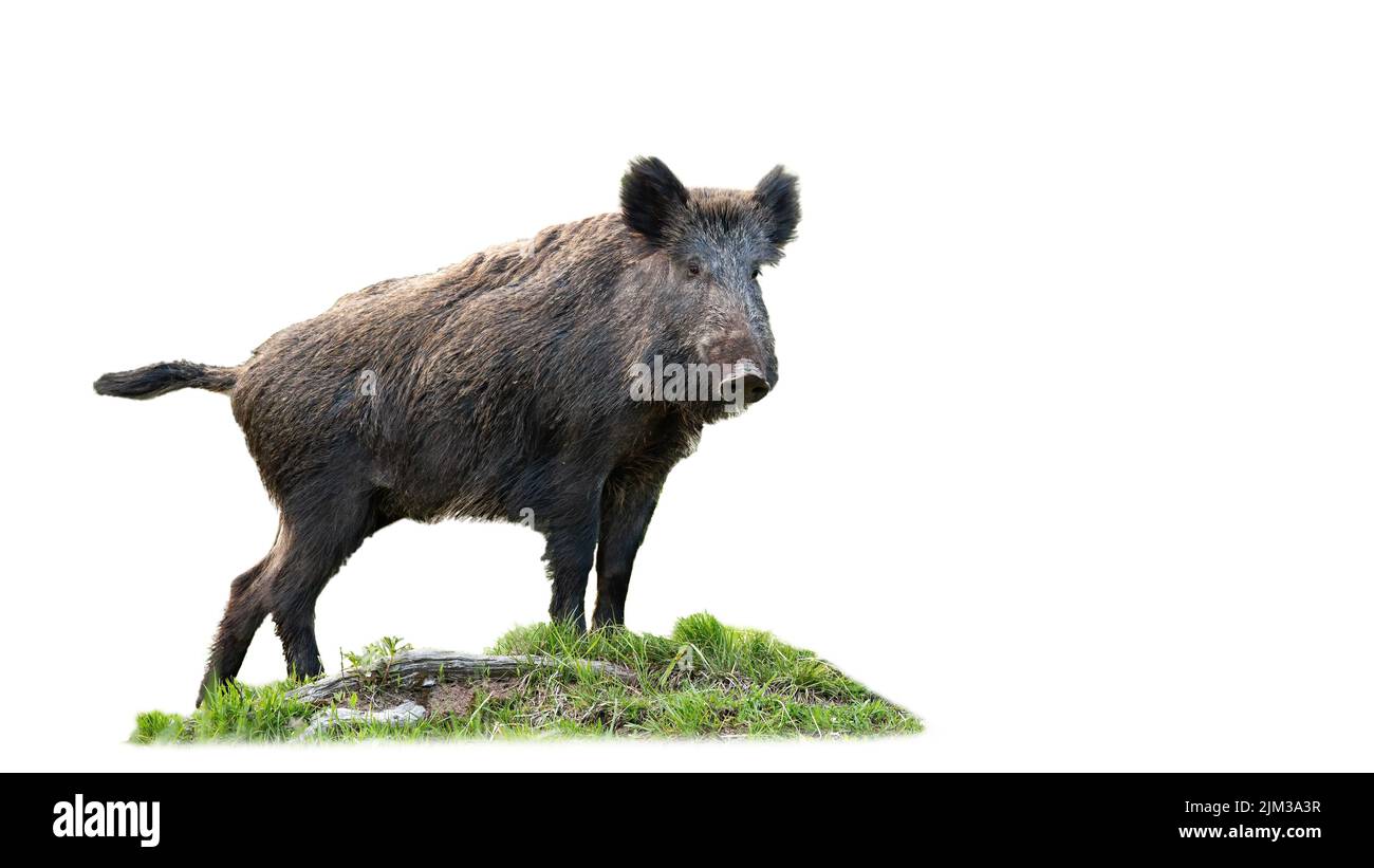 wild boar standing on grass isolated on white background Stock Photo