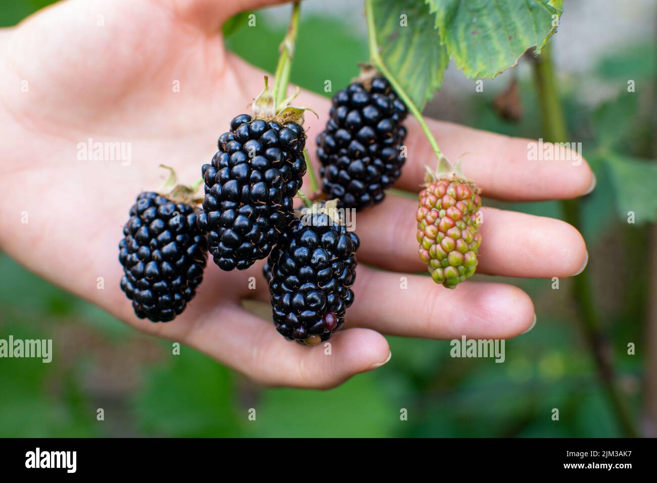 woman’s hand behind of big ripe brambles ripening on a branch Stock Photo
