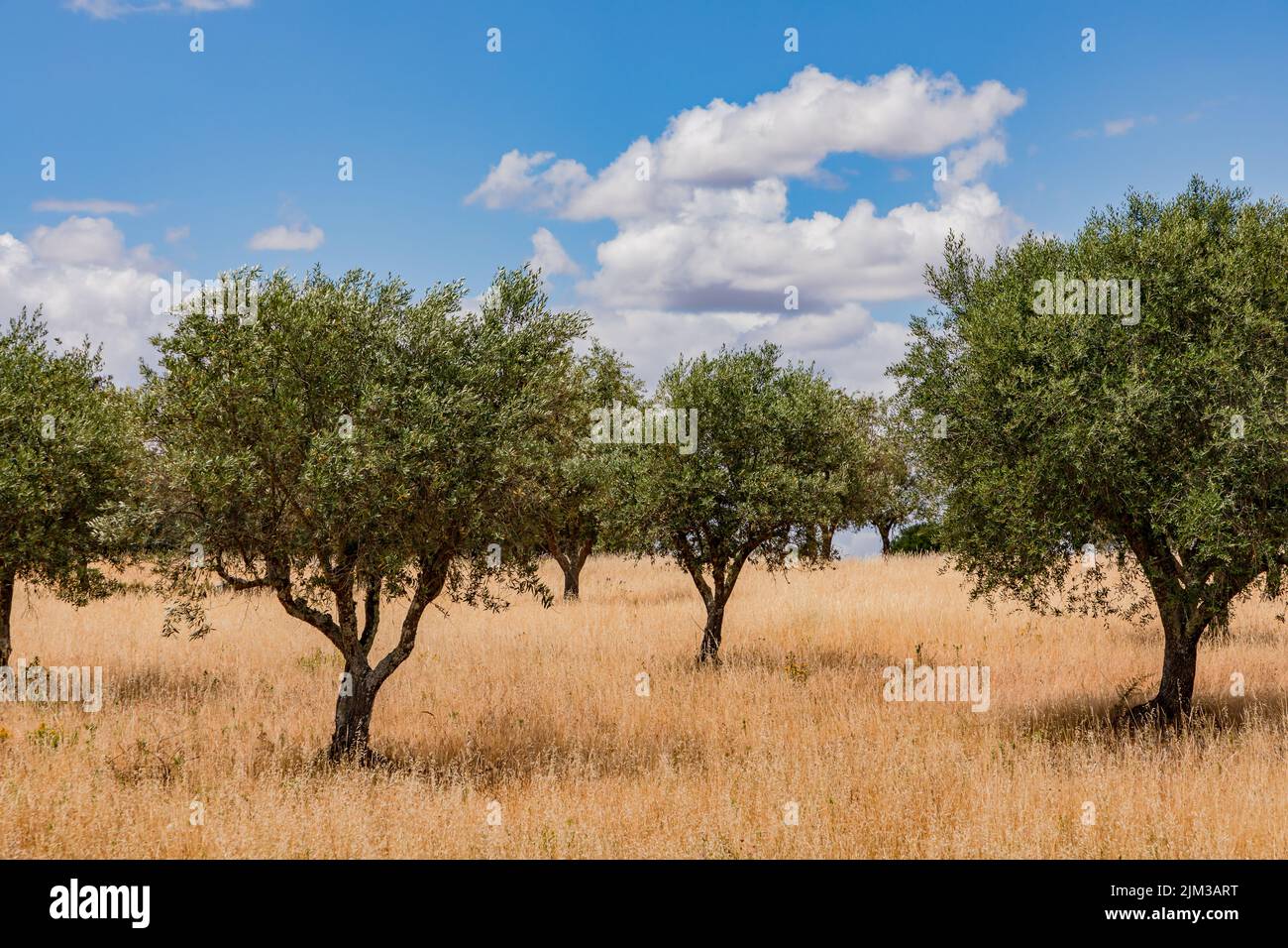 Olive trees in a dry meadow in Alentejo in front of fair weather clouds, Portugal Stock Photo
