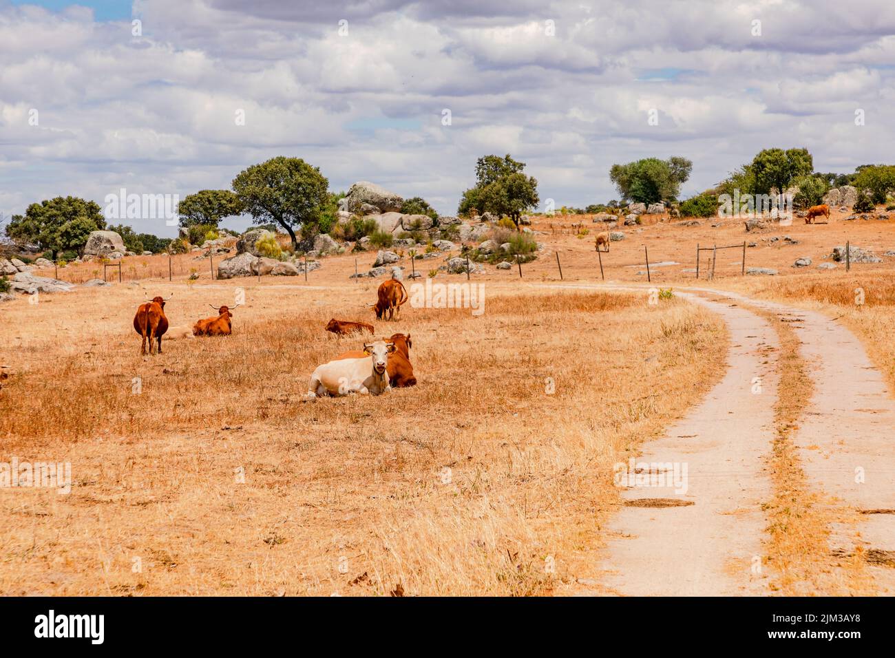 Cattle in on a withered pasture in the Portuguese Southeast, Alentejo, Portugal Stock Photo