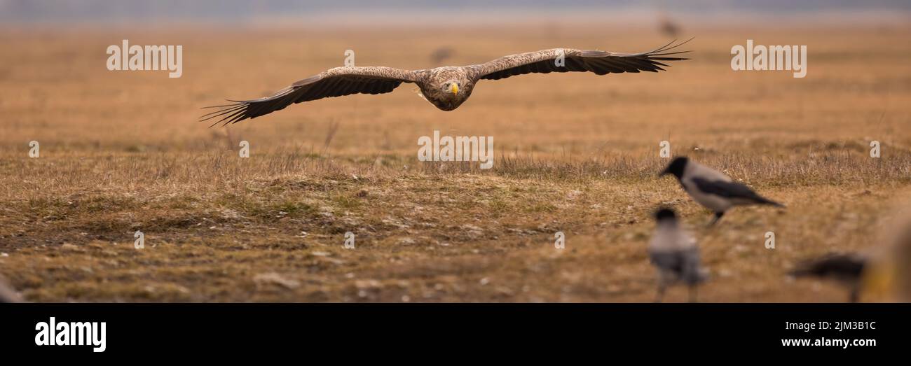 White-tailed eagle landing on steppe in autumn nature Stock Photo