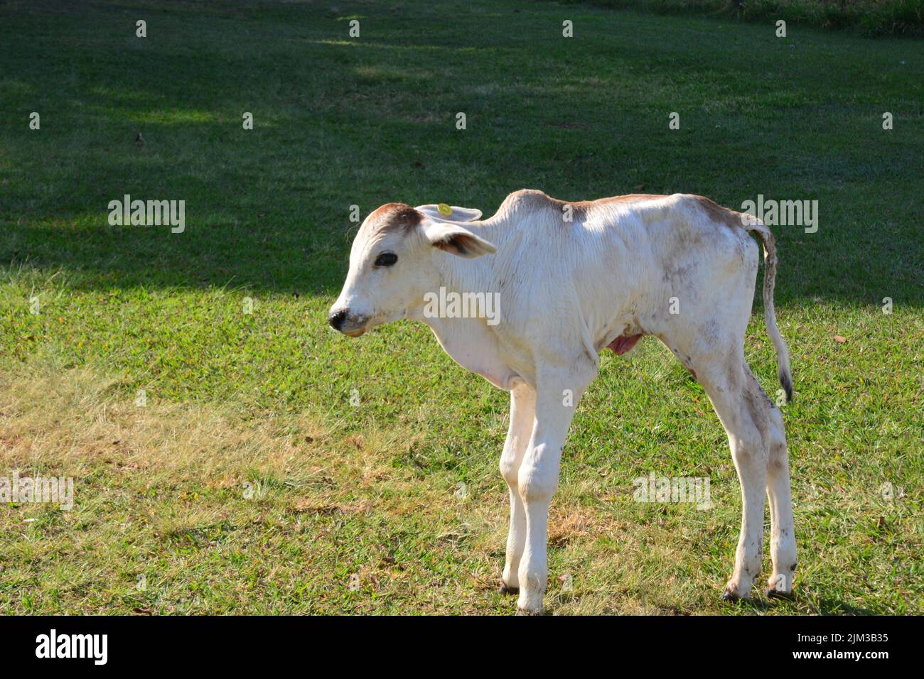 White and brown calf, newborn standing on a ranch in Brazil, South America Stock Photo