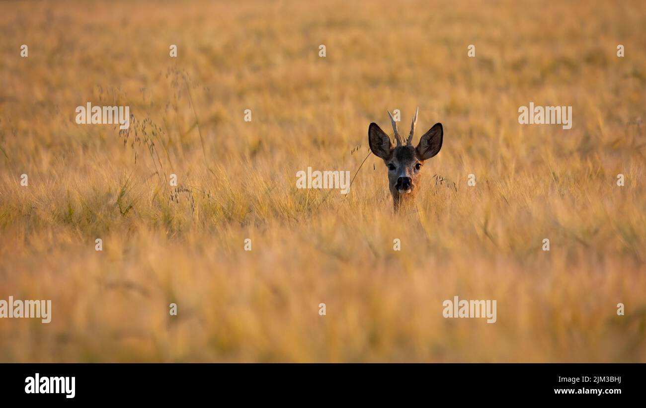 Roe deer peeking out of the wheat in summer nature Stock Photo