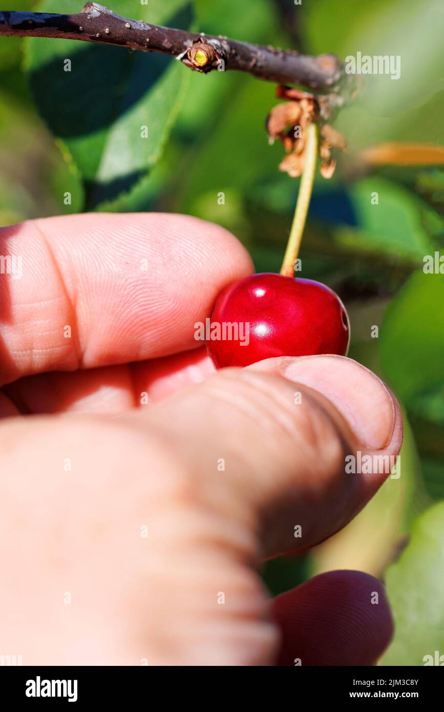 A ripe red cherry is plucked by a human hand from a cherry tree with a blurred background. Vertical image. Copy space. Stock Photo