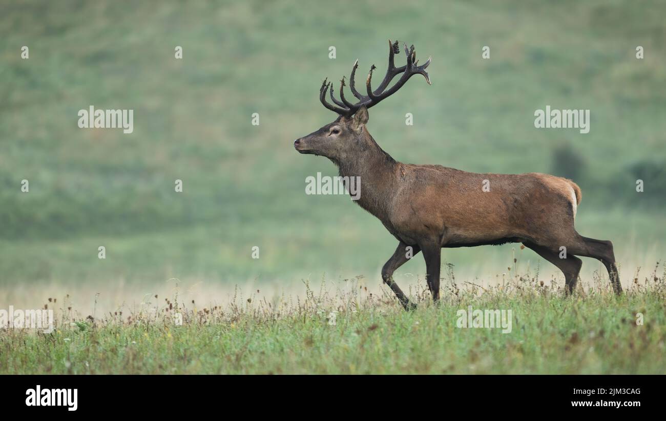 Red deer walking on grassland in autumn morning mist Stock Photo