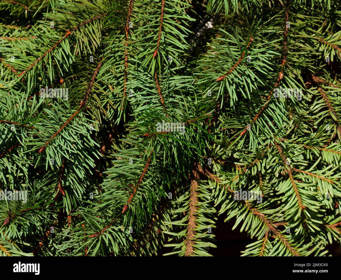 Fir green needle leaves as natural background Stock Photo
