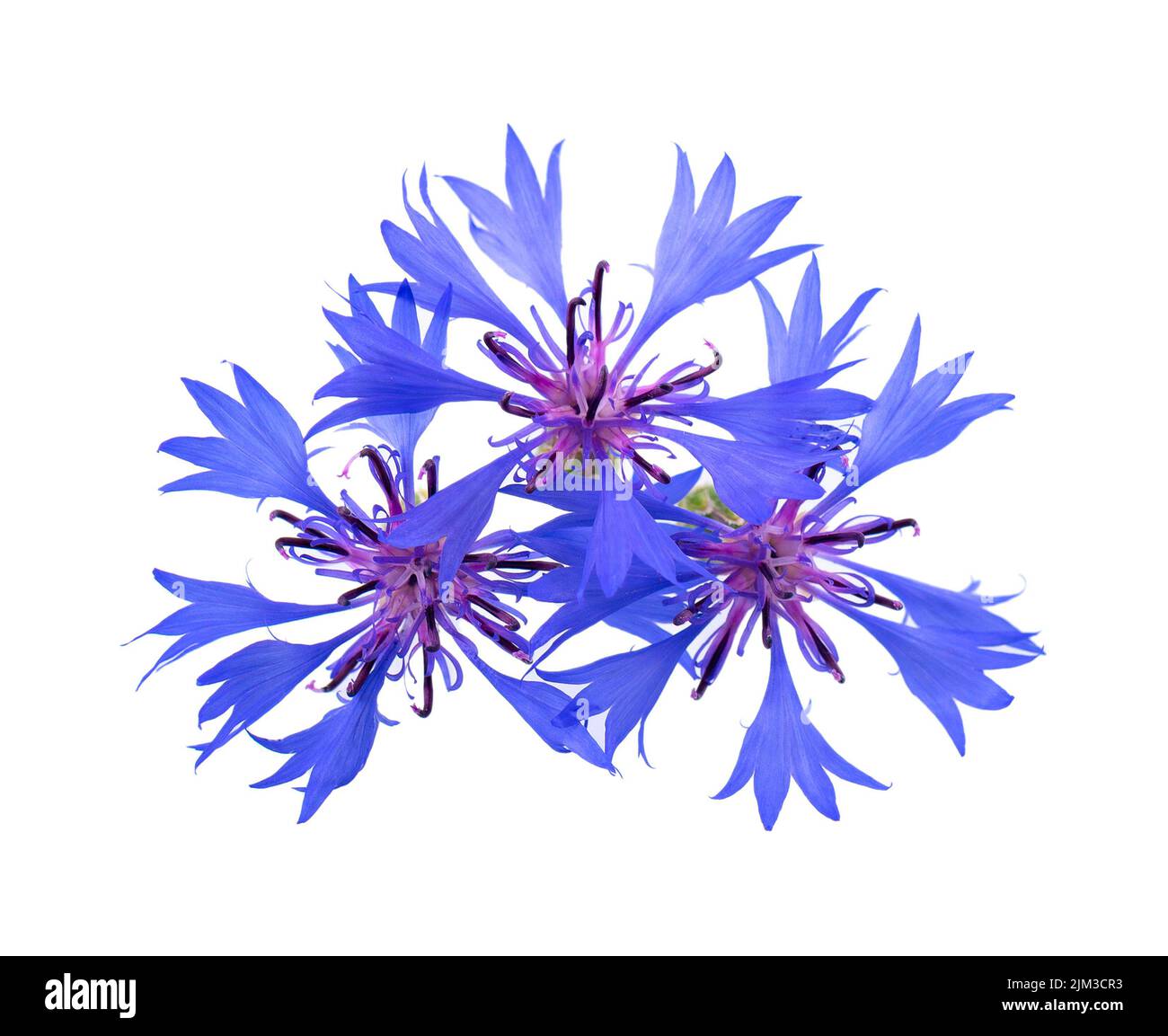 Purple knapweed flowers isolated on white background. Blue wild cornflower herb or bachelor button flower Stock Photo