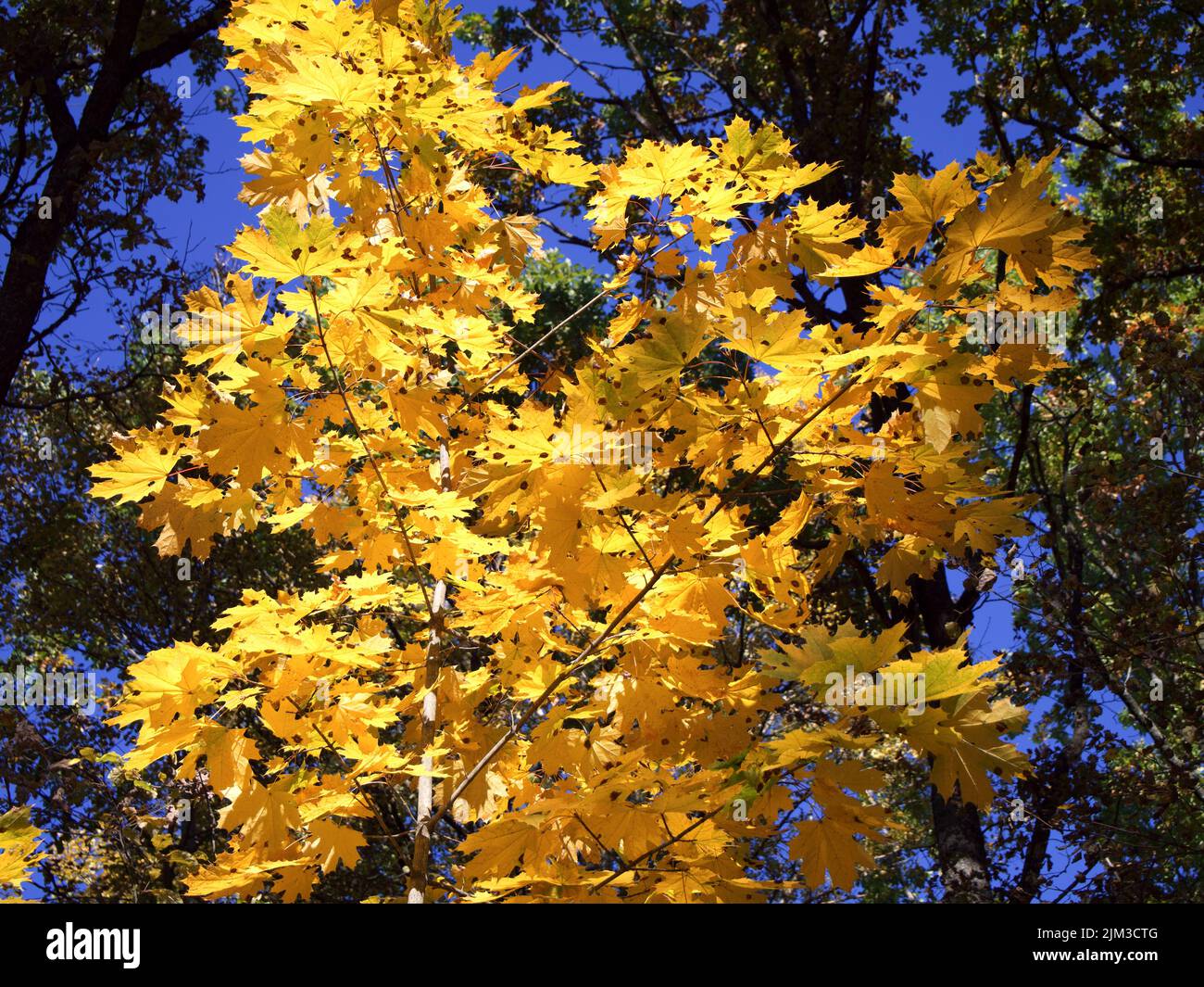 Yellowed maple leaves against a blue sky. Autumn foliage. Stock Photo