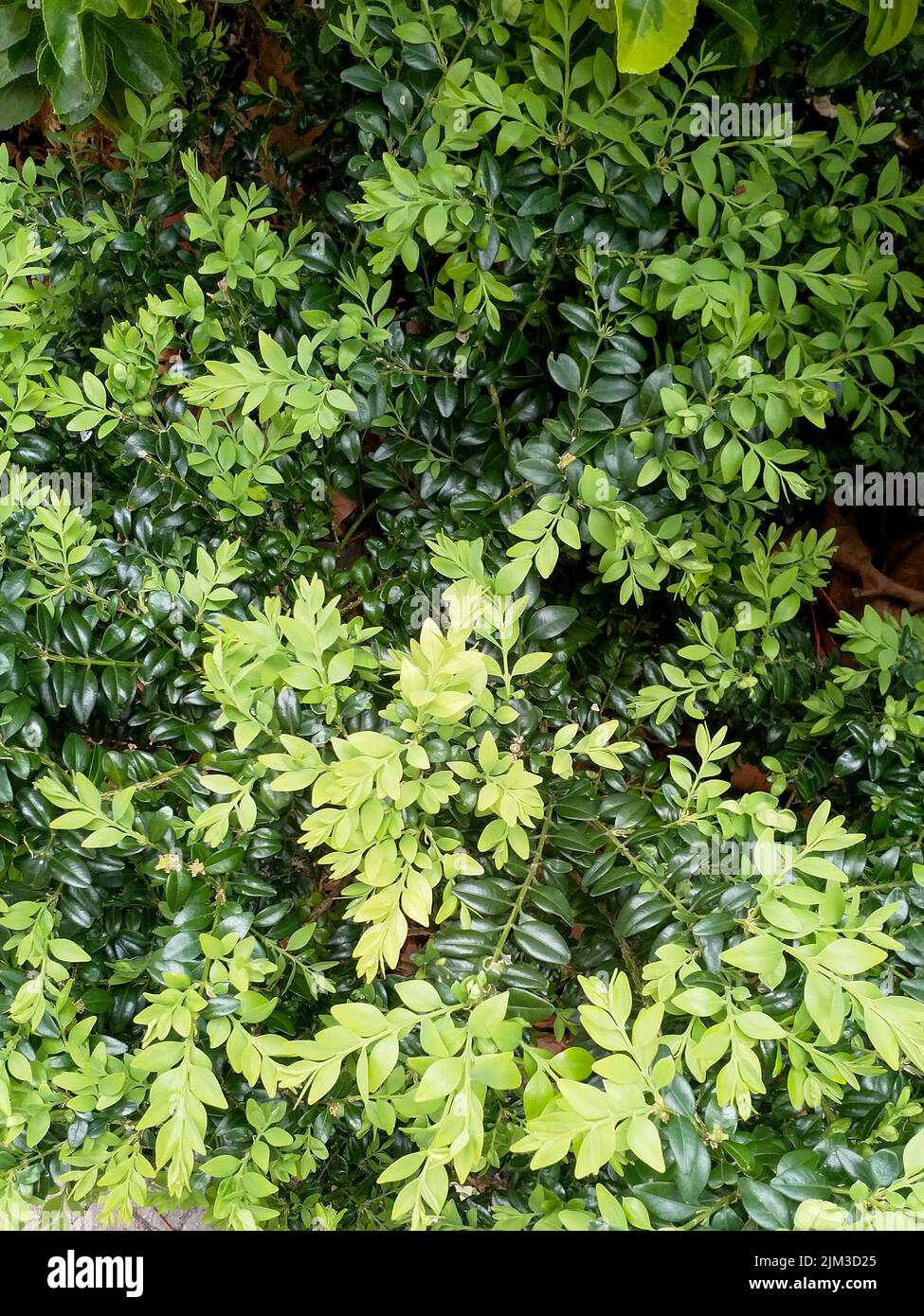 A beautiful little bush with leaves of different shades of green. Decorative garden plant. Stock Photo